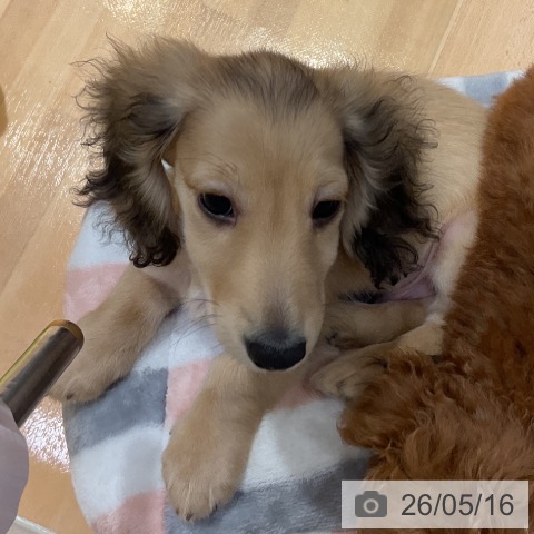 埼玉県のミニチュアダックスフンド(ロング) (ペットプラス 与野店/2026年2月27日生まれ/男の子/シェーデットイエロー)の子犬の3枚目の画像
