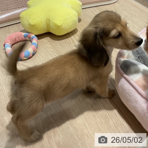 ミニチュア・ダックスフンドの写真