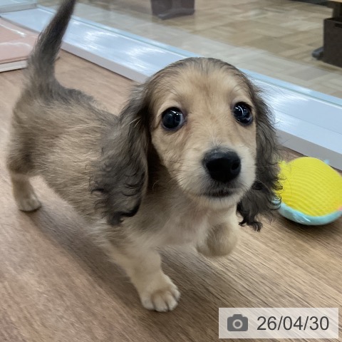 ミニチュア・ダックスフンドの写真