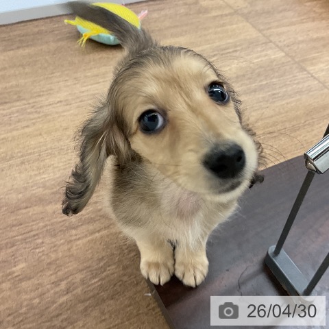 ミニチュア・ダックスフンドの写真