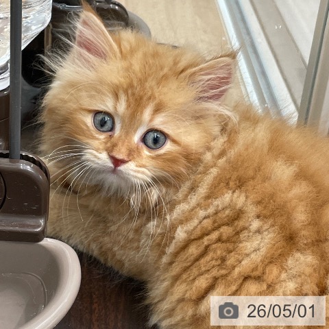 東京都のラガマフィン (ペットプラス 大井町トラックス店/2026年2月25日生まれ/男の子/レッドタビー)の子猫の3枚目の画像