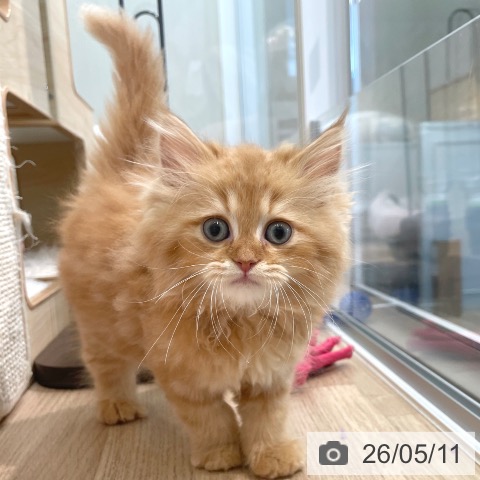 東京都のラガマフィン (ペットプラス 大井町トラックス店/2026年2月25日生まれ/男の子/レッドタビー)の子猫の4枚目の画像