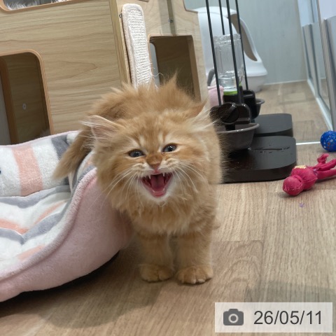 東京都のラガマフィン (ペットプラス 大井町トラックス店/2026年2月25日生まれ/男の子/レッドタビー)の子猫の3枚目の画像