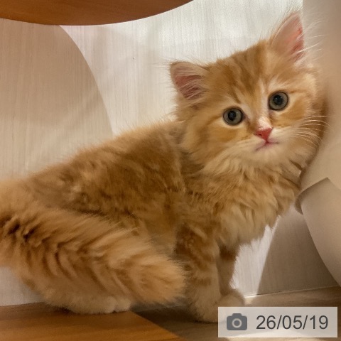 ラガマフィンの写真