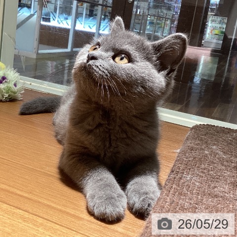 埼玉県のブリティッシュショートヘアー (ペットプラス イオンモール春日部店/2026年2月27日生まれ/男の子/ブルー)の子猫の3枚目の画像