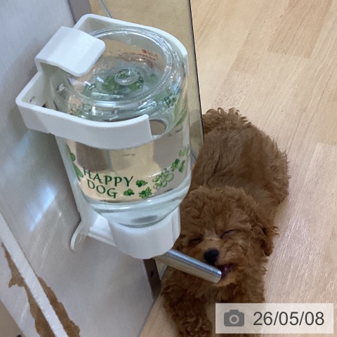埼玉県のトイプードル(トイ) (ペットプラス 羽生店/2026年2月26日生まれ/男の子/レッド)の子犬の4枚目の画像