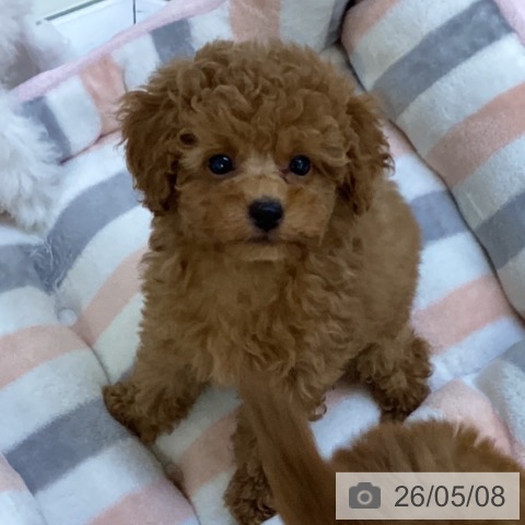 埼玉県のトイプードル(トイ) (ペットプラス 羽生店/2026年2月26日生まれ/男の子/レッド)の子犬の3枚目の画像