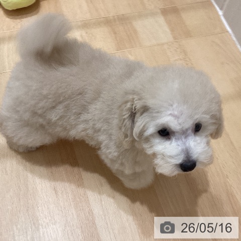 千葉県のトイプードル(トイ) (ペットプラス 成田店/2026年2月28日生まれ/男の子/クリーム)の子犬の4枚目の画像