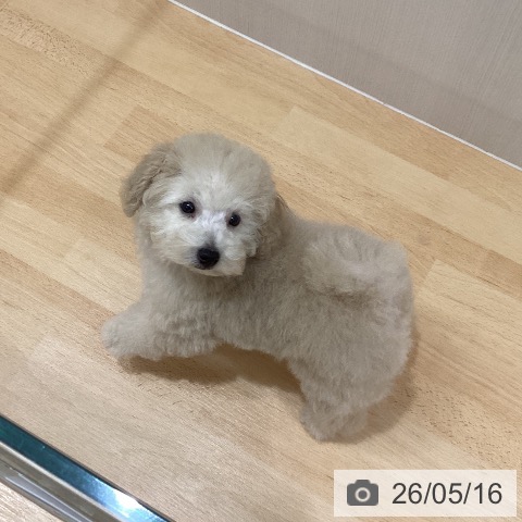 千葉県のトイプードル(トイ) (ペットプラス 成田店/2026年2月28日生まれ/男の子/クリーム)の子犬の3枚目の画像