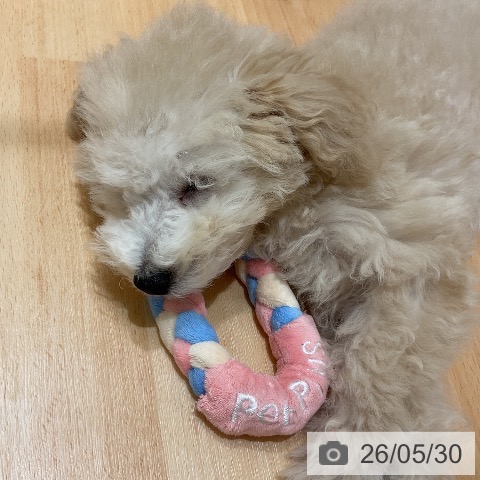 千葉県のトイプードル(トイ) (ペットプラス 成田店/2026年2月28日生まれ/男の子/クリーム)の子犬の3枚目の画像