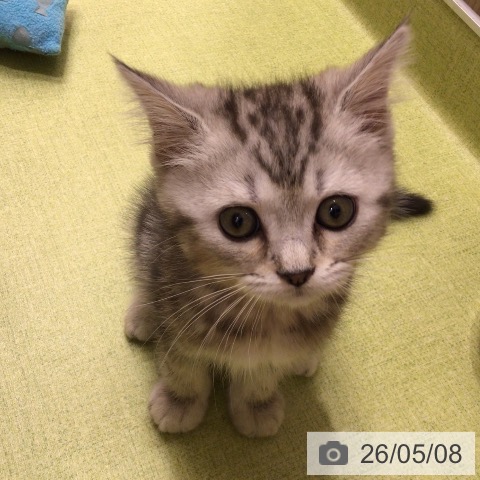 埼玉県のマンチカン (ペットプラス 八潮店/2026年3月1日生まれ/男の子/シルバータビー)の子猫の4枚目の画像