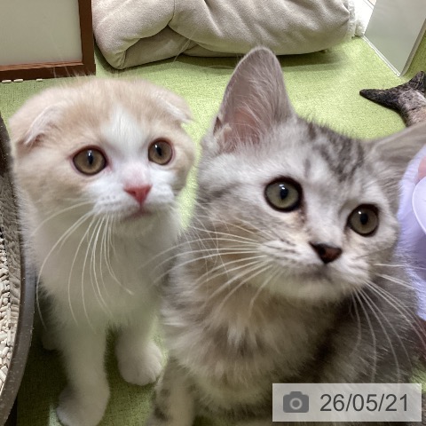 埼玉県のマンチカン (ペットプラス 八潮店/2026年3月1日生まれ/男の子/シルバータビー)の子猫の4枚目の画像