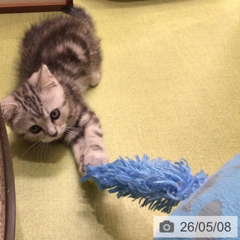 埼玉県のマンチカン (ペットプラス 八潮店/2026年3月1日生まれ/男の子/シルバータビー)の子猫の3枚目の画像