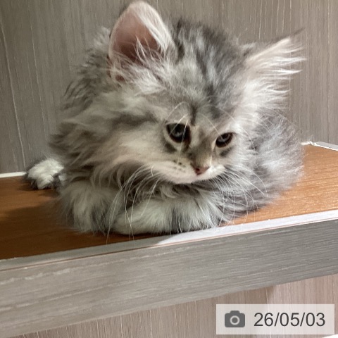 マンチカンの写真