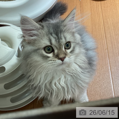マンチカンの写真
