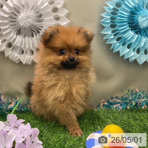 ポメラニアンの写真