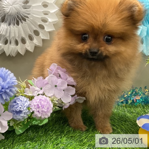 ポメラニアンの写真