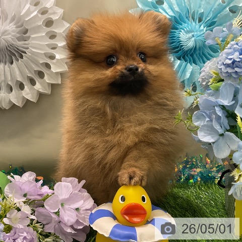 ポメラニアンの写真