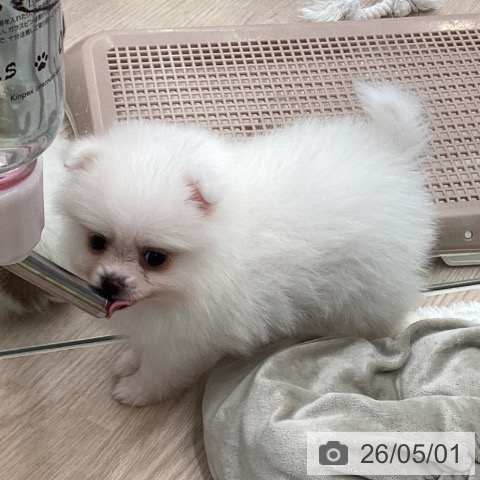 ポメラニアンの写真