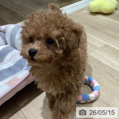 宮城県のトイプードル(トイ) (ペットプラス 仙台上杉店/2026年3月1日生まれ/女の子/レッド)の子犬の3枚目の画像