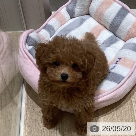 宮城県のトイプードル(トイ) (ペットプラス 仙台上杉店/2026年3月1日生まれ/女の子/レッド)の子犬の3枚目の画像