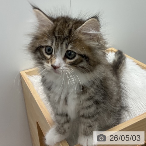 千葉県のノルウェージャンフォレストキャット (ペッツワン 千葉ニュータウン店/2026年2月28日生まれ/女の子/ブラウンマッカレルタビーホワイト)の子猫の3枚目の画像