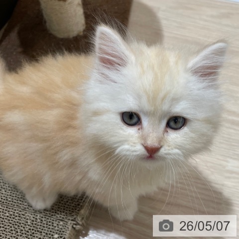 スコティッシュフォールドの写真