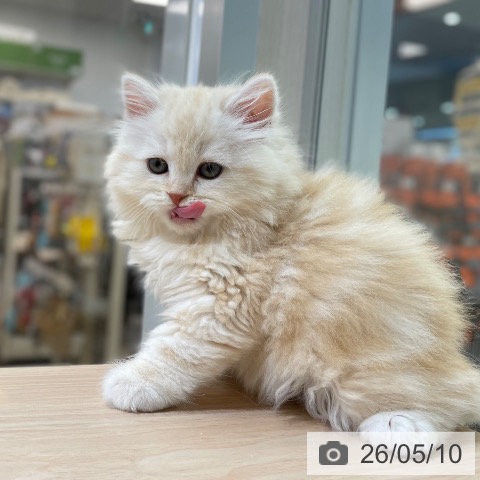 沖縄県のスコティッシュフォールド (ペットプラス 南風原店/2026年3月4日生まれ/男の子/クリームタビーホワイト)の子猫の3枚目の画像