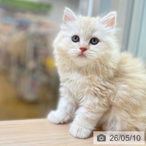 沖縄県のスコティッシュフォールド (ペットプラス 南風原店/2026年3月4日生まれ/男の子/クリームタビーホワイト)の子猫の3枚目の画像