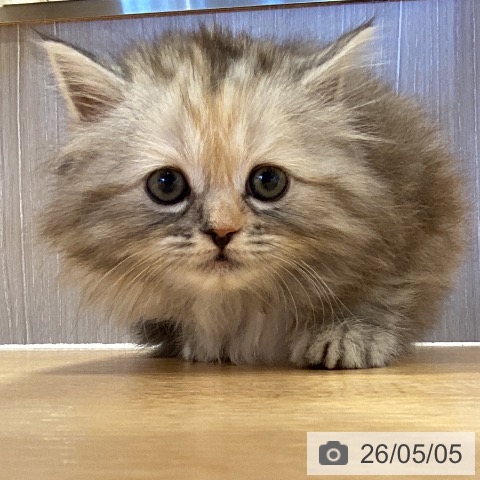 スコティッシュフォールドの写真