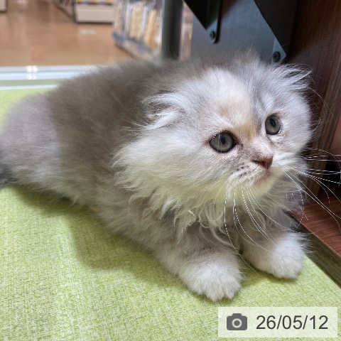 神奈川県のスコティッシュフォールド (ペットプラス テラスモール湘南店/2026年3月4日生まれ/女の子/ブルーパッチドタビーホワイト)の子猫の4枚目の画像