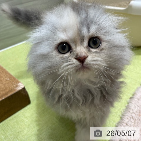 スコティッシュフォールドの写真