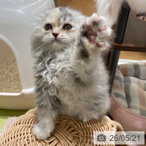 神奈川県のスコティッシュフォールド (ペットプラス テラスモール湘南店/2026年3月4日生まれ/女の子/ブルーパッチドタビーホワイト)の子猫の4枚目の画像