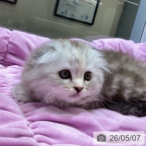 スコティッシュフォールドの写真