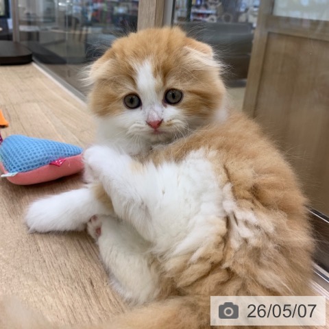 スコティッシュフォールドの写真