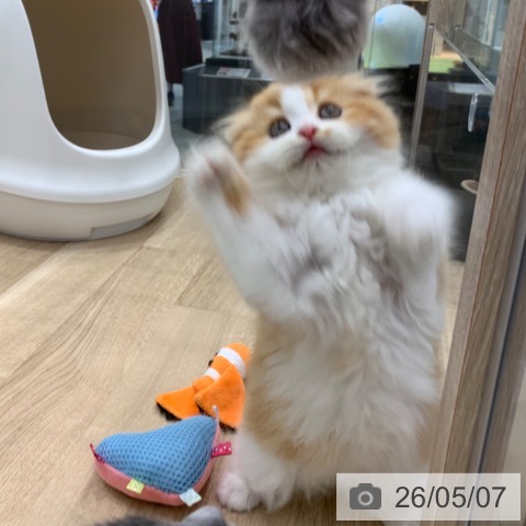 スコティッシュフォールドの写真