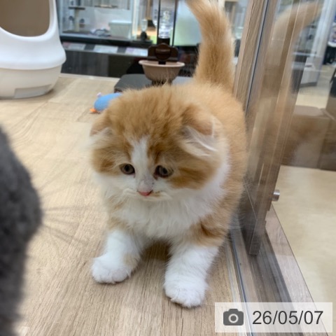 スコティッシュフォールドの写真