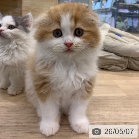 スコティッシュフォールドの写真