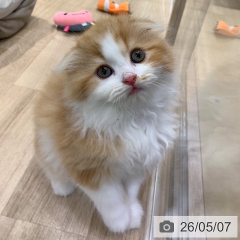 スコティッシュフォールドの写真