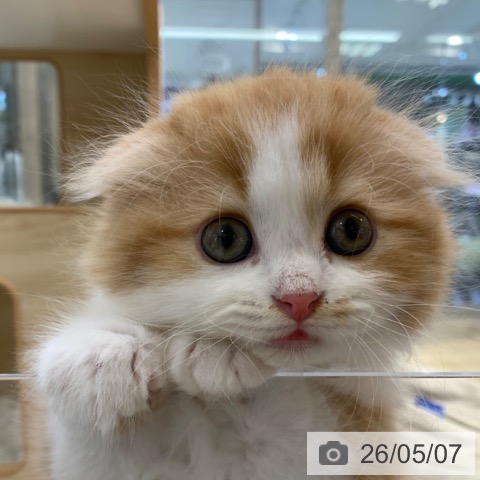 スコティッシュフォールドの写真