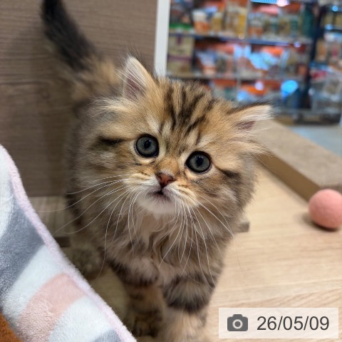 神奈川県のスコティッシュフォールド (ペットプラス ゆめが丘ソラトス店/2026年3月4日生まれ/男の子/ブラウンタビー)の子猫の4枚目の画像
