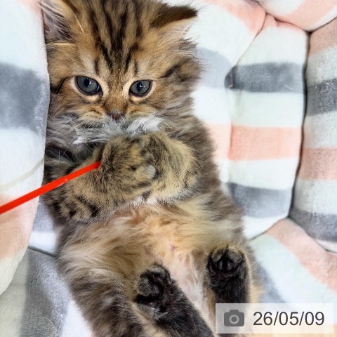 神奈川県のスコティッシュフォールド (ペットプラス ゆめが丘ソラトス店/2026年3月4日生まれ/男の子/ブラウンタビー)の子猫の3枚目の画像