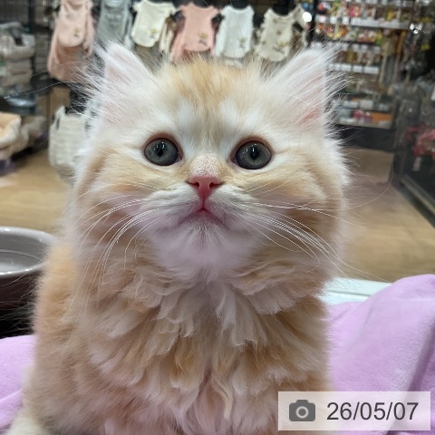 スコティッシュフォールドの写真