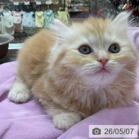 スコティッシュフォールドの写真