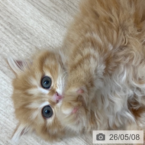 スコティッシュフォールドの写真