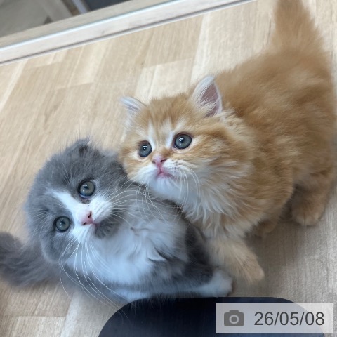 スコティッシュフォールドの写真