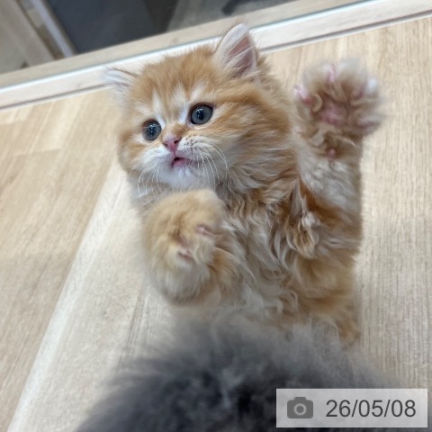 スコティッシュフォールドの写真