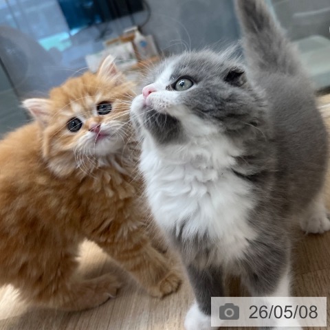 スコティッシュフォールドの写真