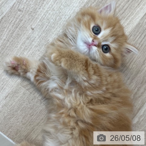スコティッシュフォールドの写真