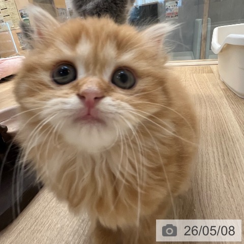 スコティッシュフォールドの写真